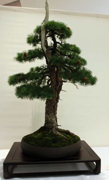 Bonsai 059.jpg