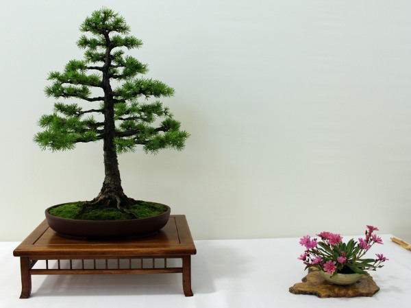 Bonsai 064.jpg