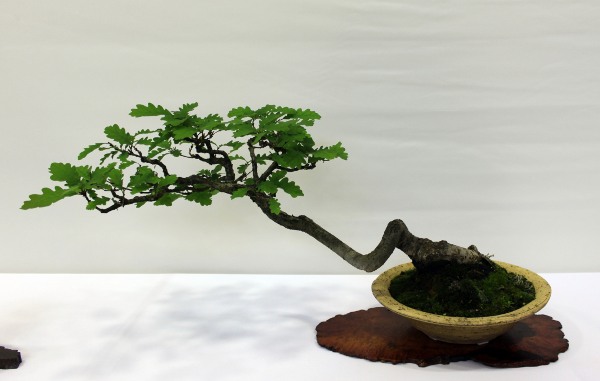 Bonsai 087.jpg