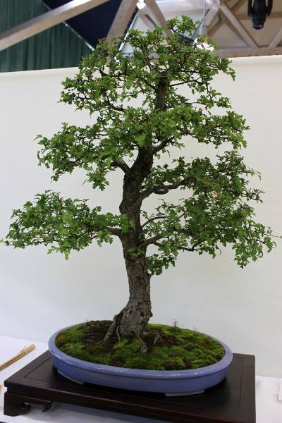 Bonsai 088.jpg