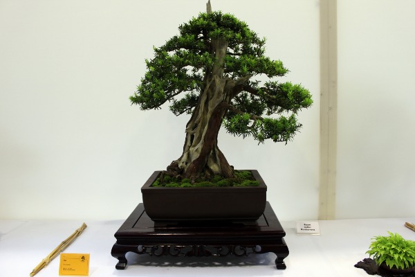 Bonsai 092.jpg