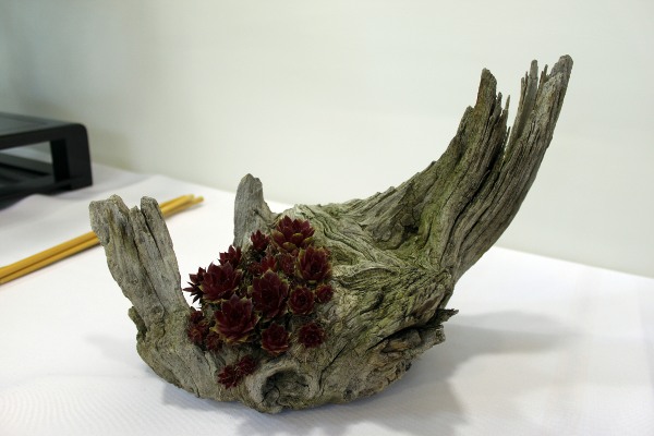 Bonsai 108.jpg
