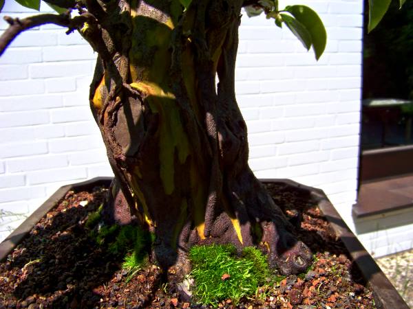 QuitteMerlinJuni2010_9.jpg