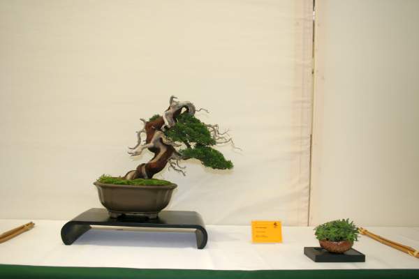 Juniperus (ca. 40 Jahre) von Andrea Melloni