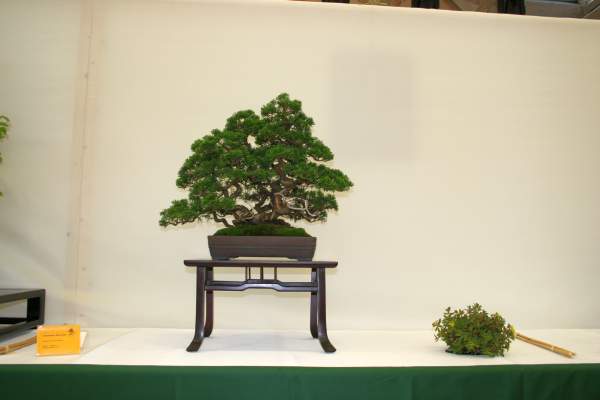 Juniperus Itoigawa (ca. 30 Jahre) von Harald Lehner