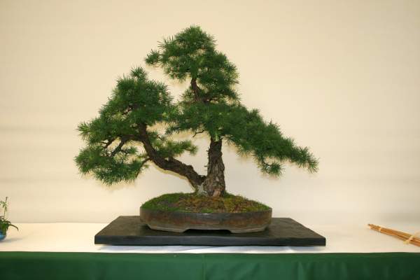 Lärche, Larix decidua (ca. 100 Jahre) von Ralf Beckers