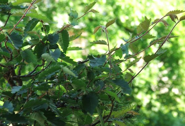 austrieb_zelkova_serrata.jpg