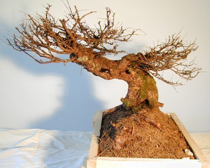 Yamadori024.jpg