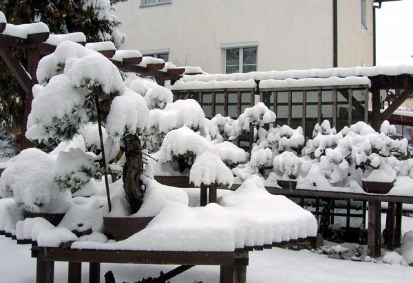 Sylvestris_Winter-2009.jpg