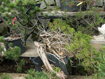 DSCF5568.jpg