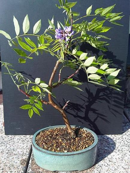 IMG00369-20100617-1803.jpg