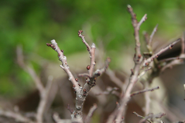 Knospen-der-Spitze-vod-der-Zelkove-kl.-vom-31.05.2010.jpg