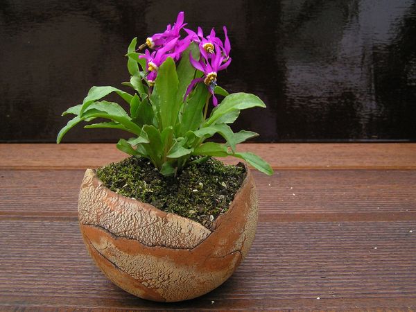 Dodecatheon X pauciflorum 'Däumling'_Gila.jpg