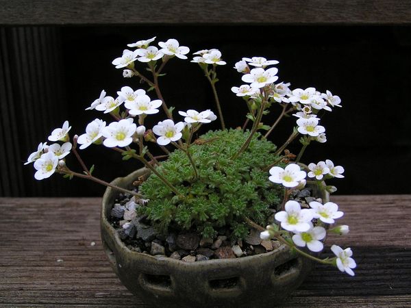 Saxifraga pubescens 'Showcap'_Gila.jpg