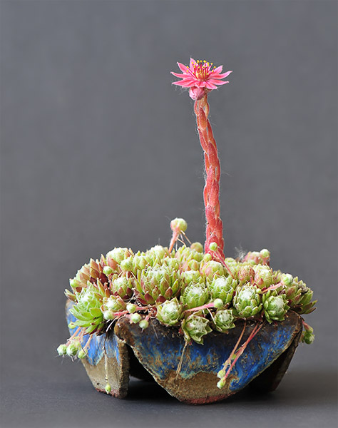 Sempervivum-arachnoideum_schmieda.jpg
