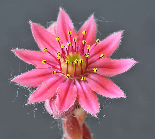 Sempervivum-arachnoideum1.jpg