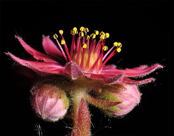 Sempervivum-arachnoideum2.jpg