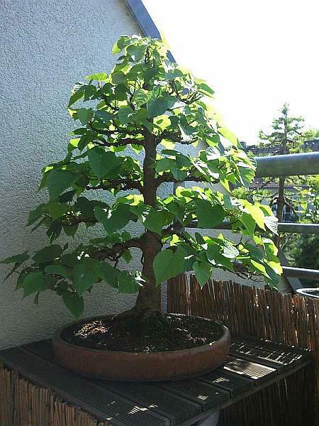 Mitte Juni