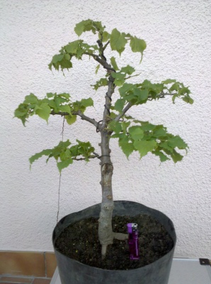 2010-06-25_06-43-24_392_Liezen_298_400.jpg