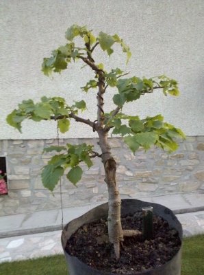 2010-06-26_20-55-41_167_298_400.jpg