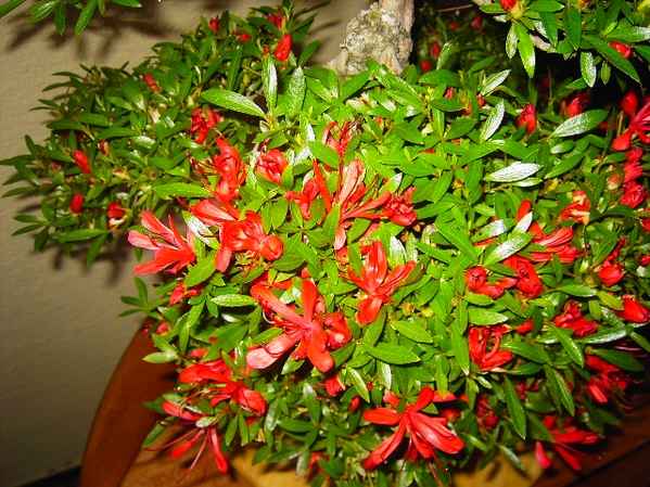 KinsaiBlüte.jpg