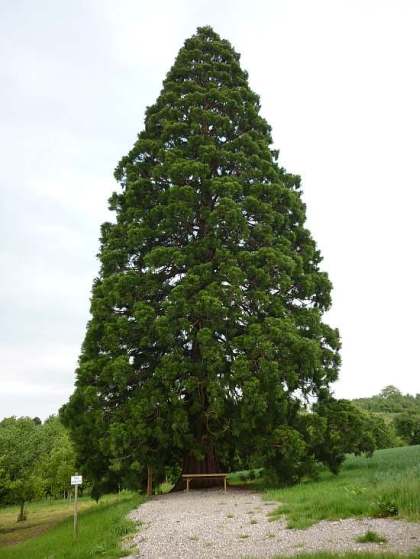 beuren3.jpg