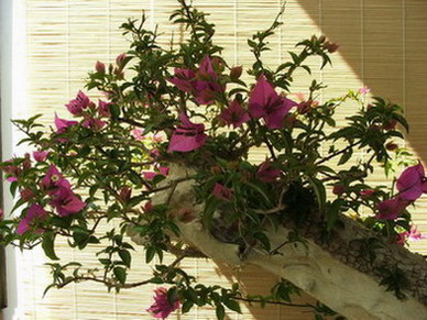 DSCF5684.jpg