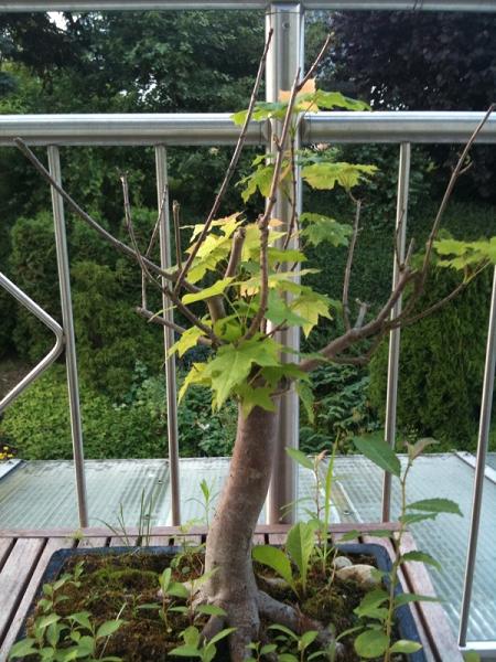 Bonsai2.jpg