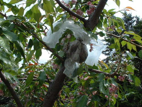 Ein Stück Plastik mit Kabelbinder um den Baum gebunden, angefeuchtetes Moos hinein und oben mit Draht geschloßen, so hängt das dann im Baum. Bei sehr warmen Wetter mußte ich gießen, insgesamt vielleicht 2 oder 3 Mal.