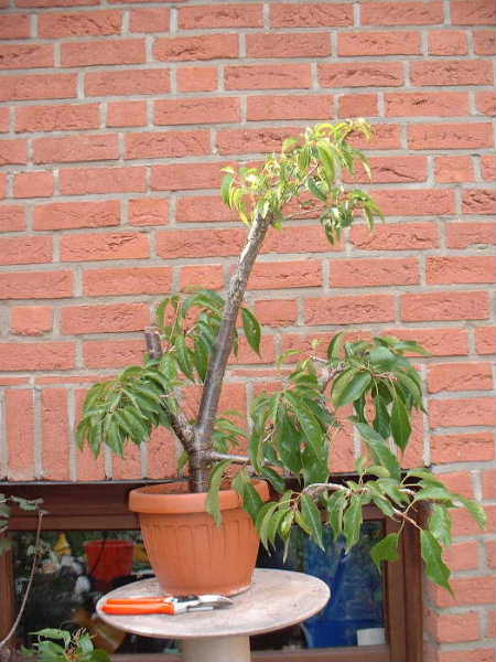 Hier ist der Baum jetzt eingepflanzt und mit Draht gesichert. Ein Teil der Blattmasse ist entfernt, um die neuen Wurzeln zu entlasten. Nu muß er ordentlich austreiben ......