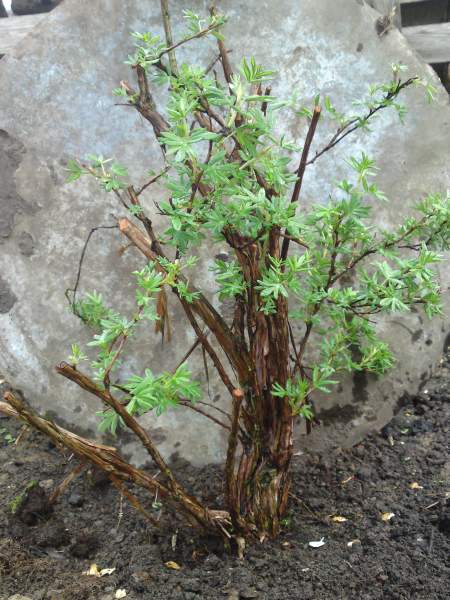 potentilla, baumschule für 7€, höche ca. 50cm, stamdurchmesser etwa 5cm