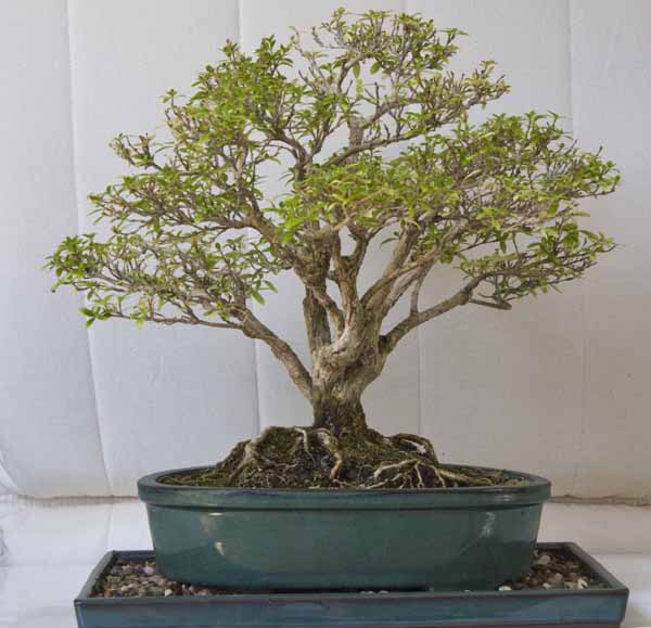 bonsai1.jpg