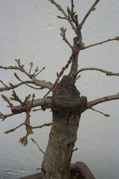 Spitze