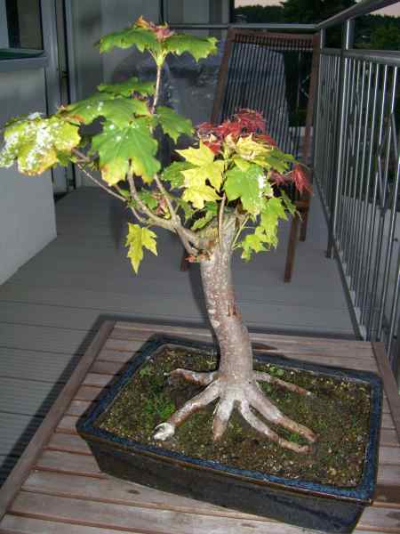 CIMG0074.jpg