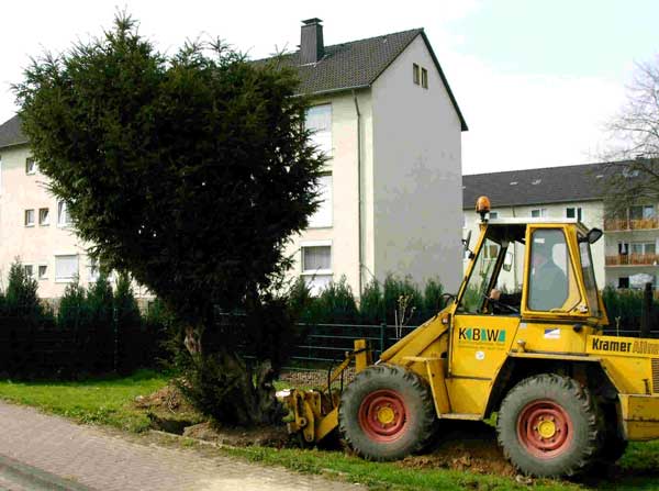 01Eibe-mit-Bagger.jpg