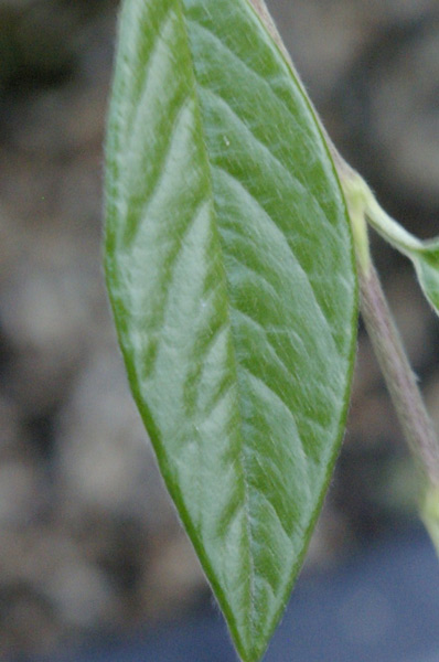 _IGP6823.jpg