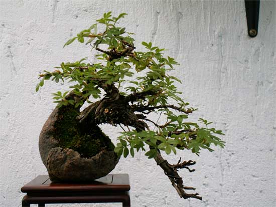 wastel_7_2010.jpg