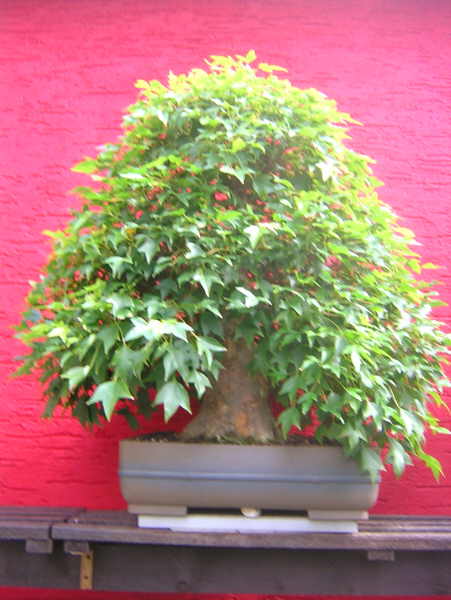 DSCN1962.JPG