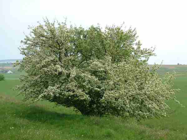 Alter Apfelbaum