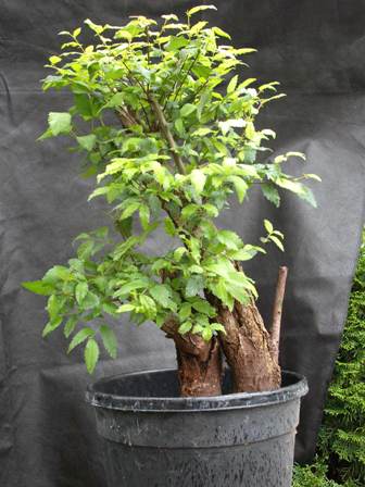 Feldulme ( ehemals Feldahorn )