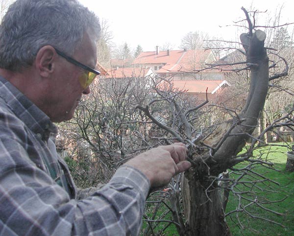mit einer Profifräse wird das tote Holz teilweise entfernt