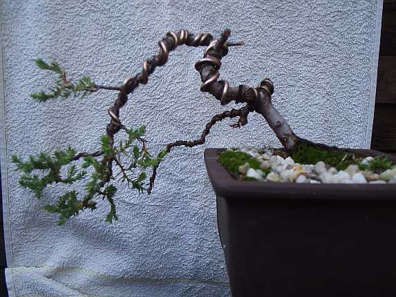 Kriechwacholder ( Juniperus procumbens )