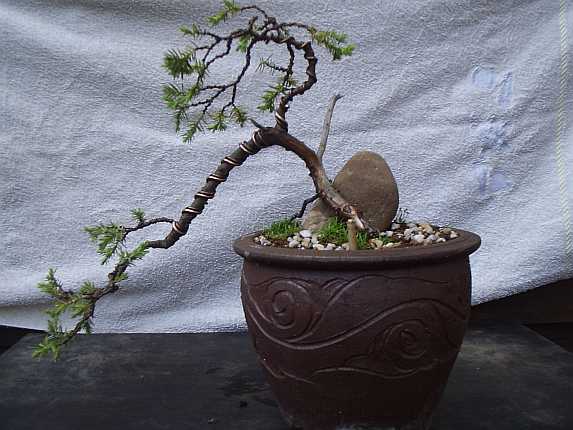 Igelwacholder ( Juniperus rigida )