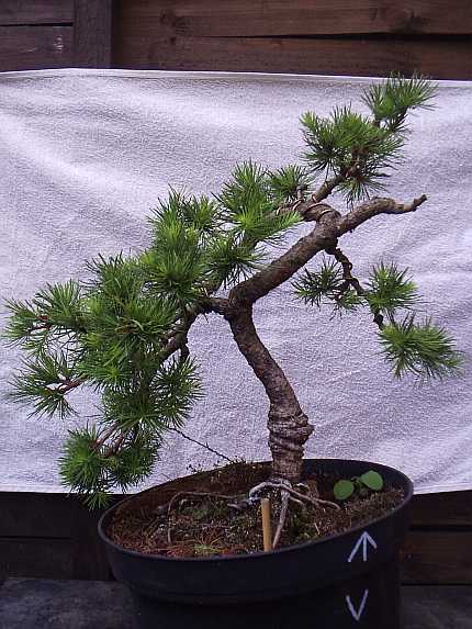 Lärche (Larix decidua )