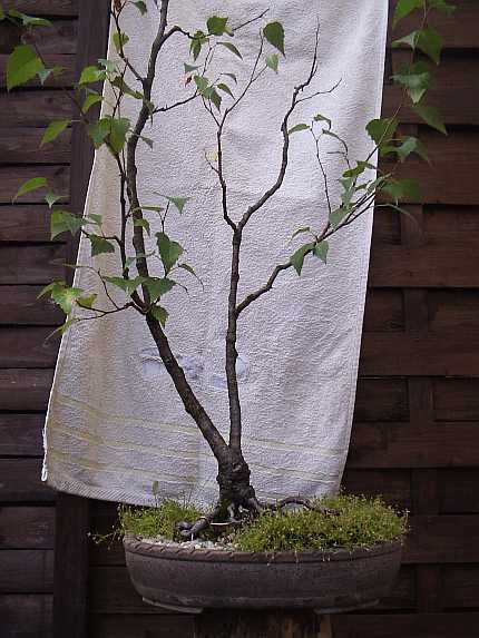 Sandbirke (Betula pendula )