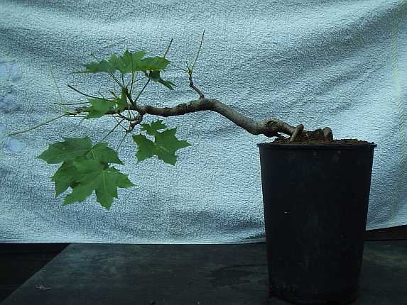 Spitzahorn (Acer platanoides ) ?
