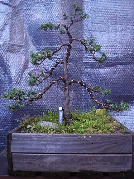 Igelwacholder ( Juniperus rigida )
