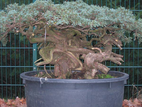 2006