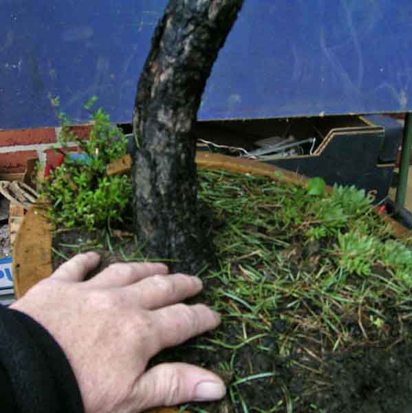 Pinus sylvestris bunjingi 001.JPG