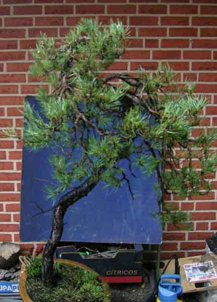Pinus sylvestris bunjingi 003.JPG